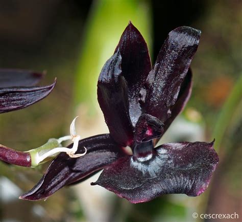 Millennium magic hybrid orchid
